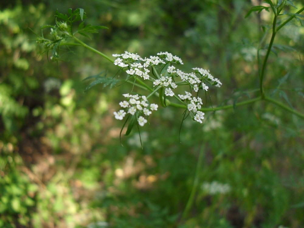 Изображение особи Aethusa cynapium.