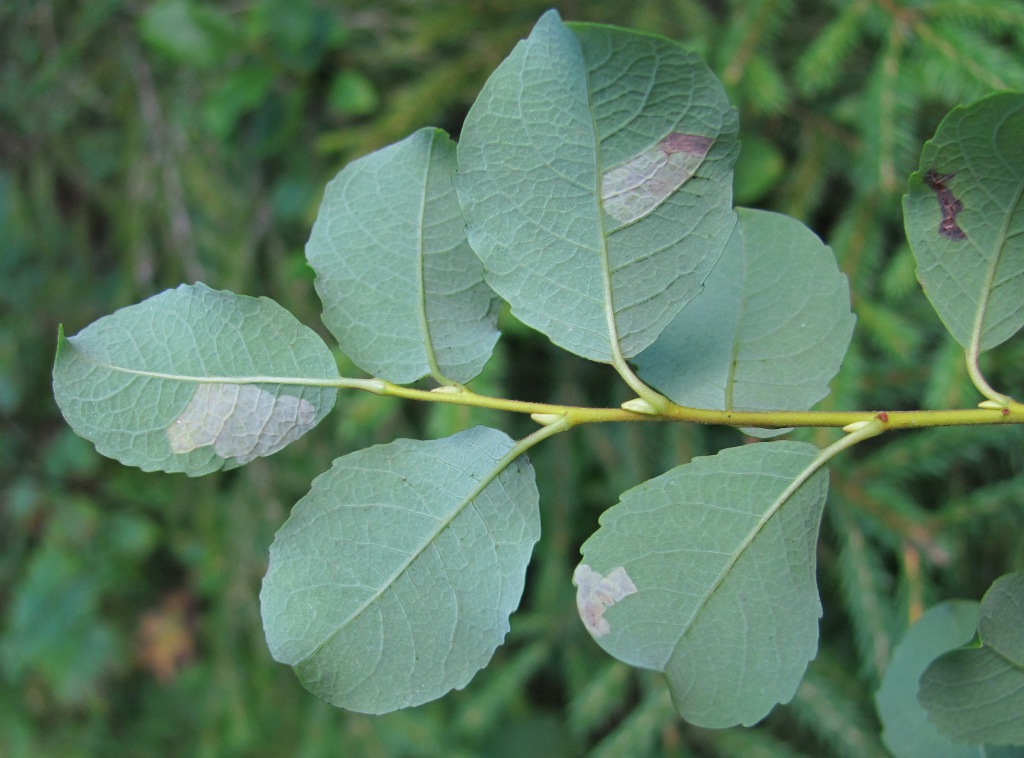 Image of Salix starkeana specimen.