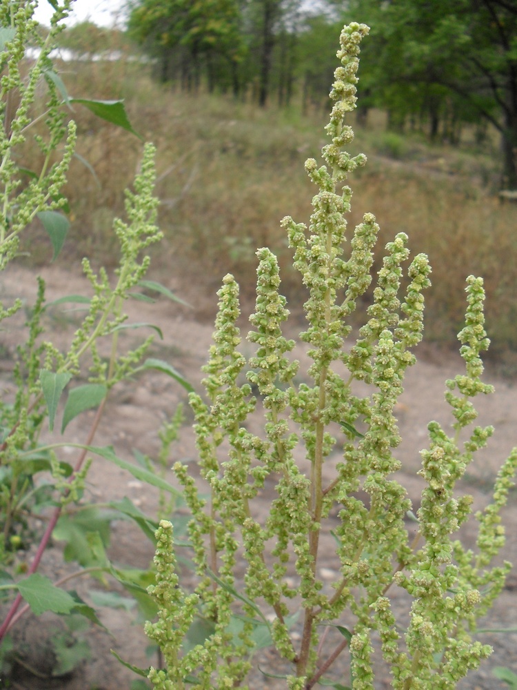 Image of Cyclachaena xanthiifolia specimen.