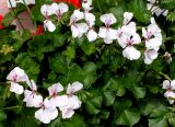 Pelargonium peltatum. Цветки и листья. Германия, г. Krefeld, ботанический сад. 31.07.2012.