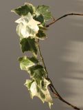 Hedera helix