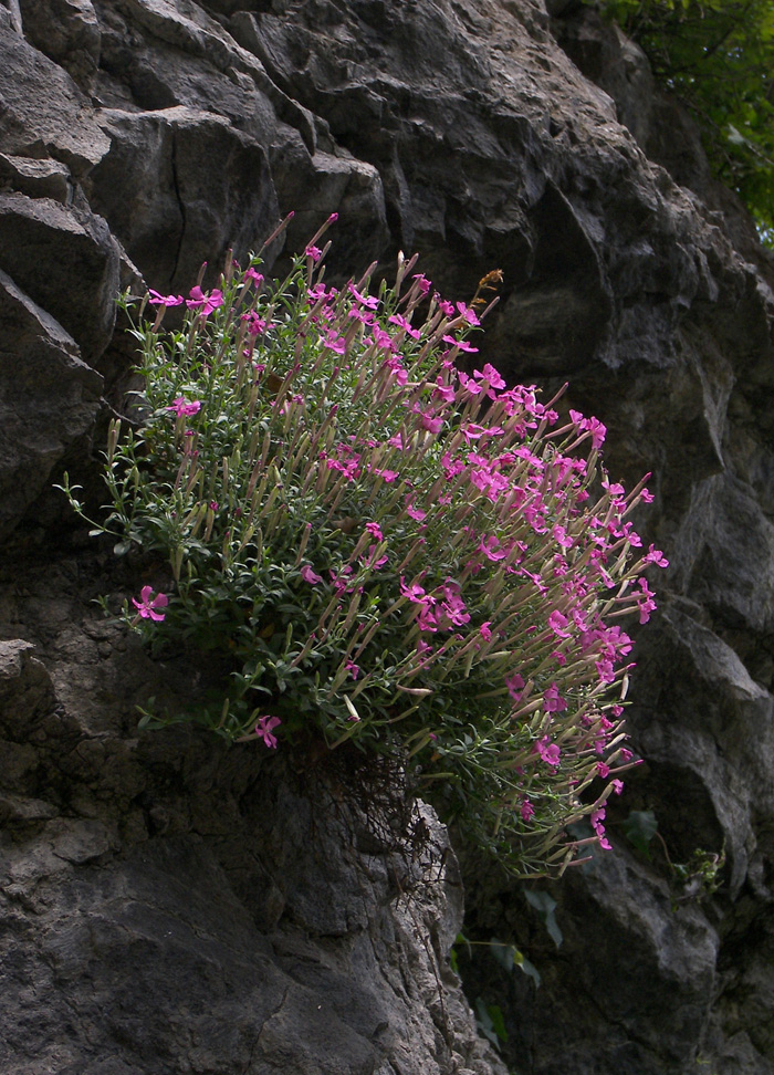 Изображение особи Silene schafta.