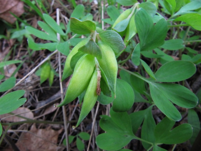 Image of Corydalis intermedia specimen.