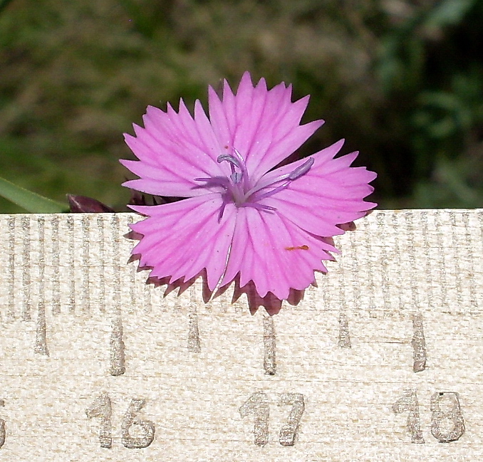 Image of Dianthus andrzejowskianus specimen.