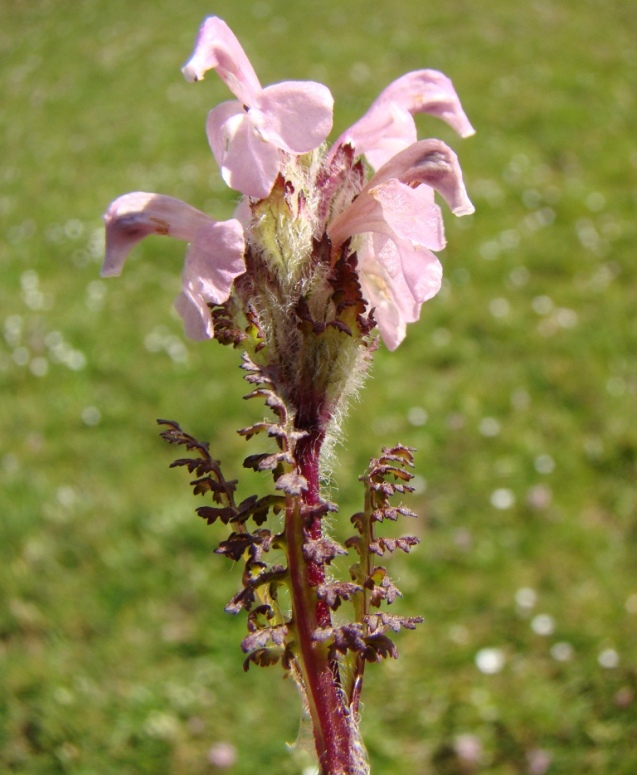 Изображение особи Pedicularis crassirostris.