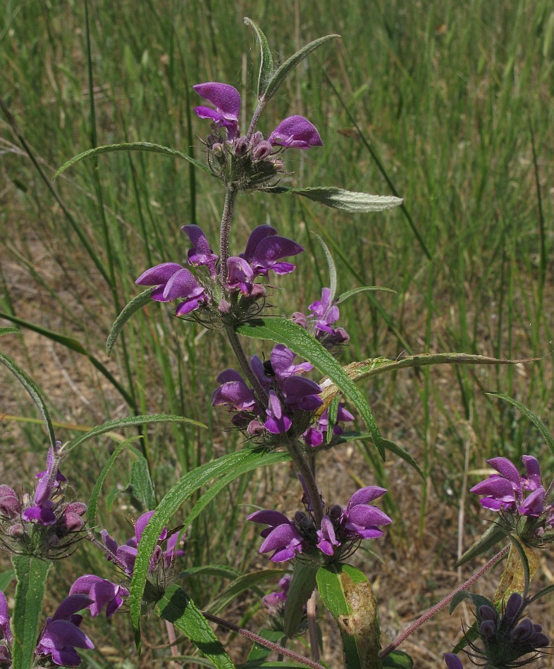 Image of Phlomis pungens specimen.