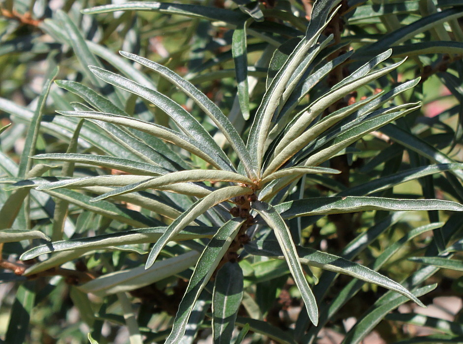 Изображение особи Hippophae rhamnoides.