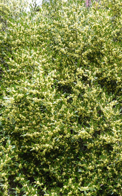 Изображение особи Phillyrea angustifolia.
