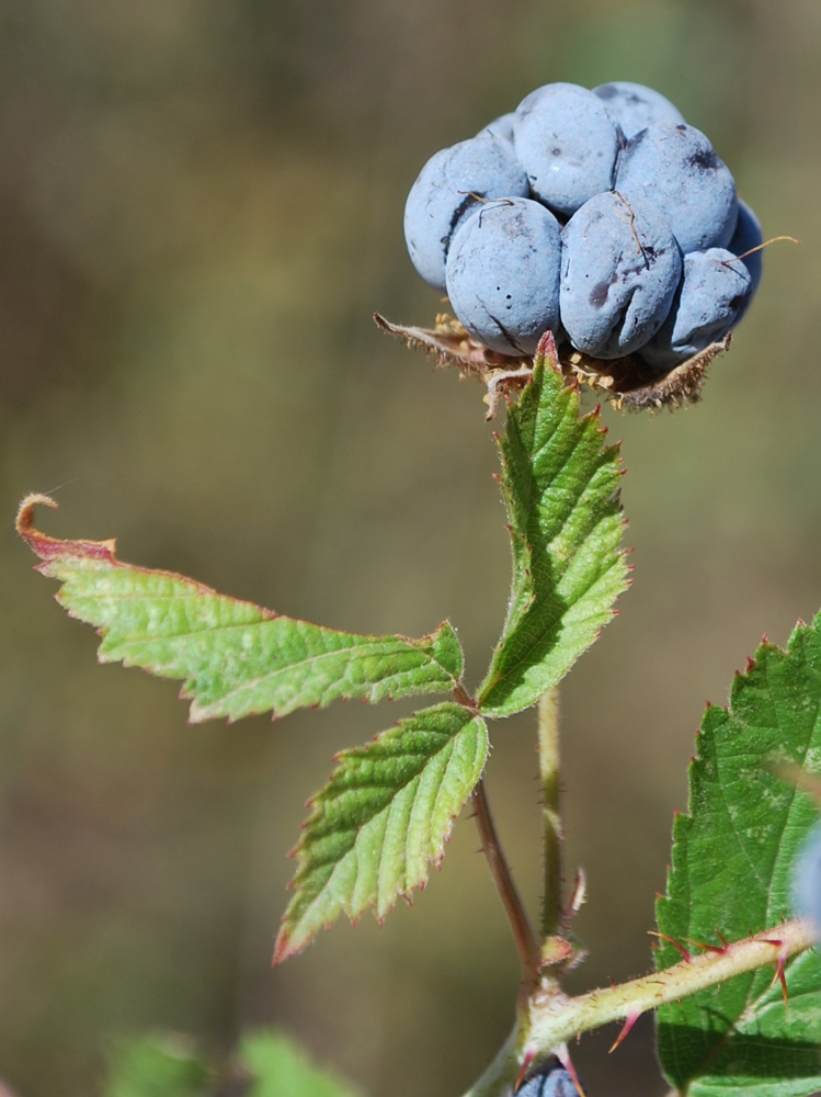 Изображение особи Rubus caesius.