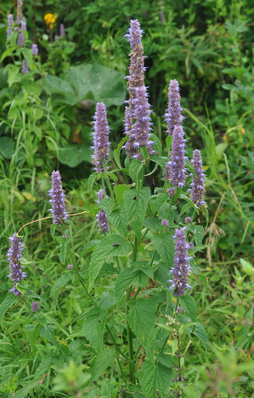 Изображение особи Agastache rugosa.