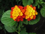 Lantana camara. Верхушка побега с соцветиями. Украина, г. Запорожье, Запорожский детский ботанический сад. 19.06.2009.