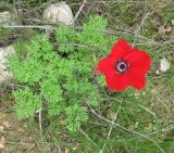 Anemone coronaria. Цветущее растение. Израиль, Северный Негев, лес Лаав. 05.02.2013.