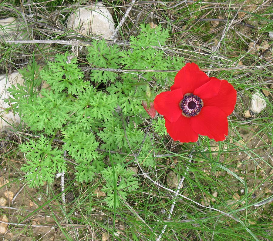 Изображение особи Anemone coronaria.