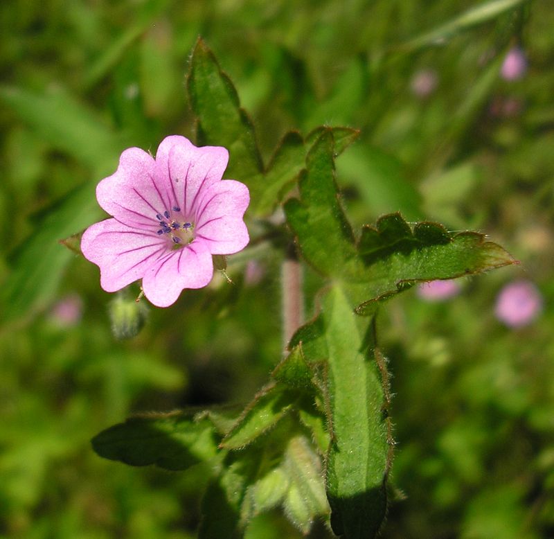 Image of Geranium divaricatum specimen.