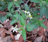 Solanum pseudocapsicum