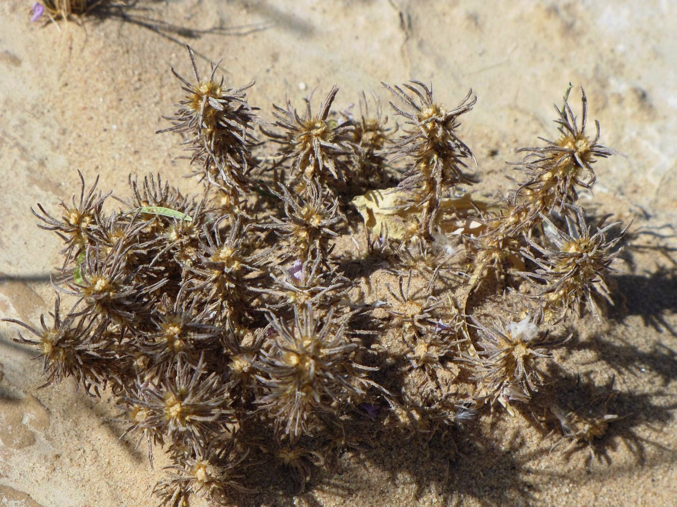 Image of Ifloga spicata specimen.