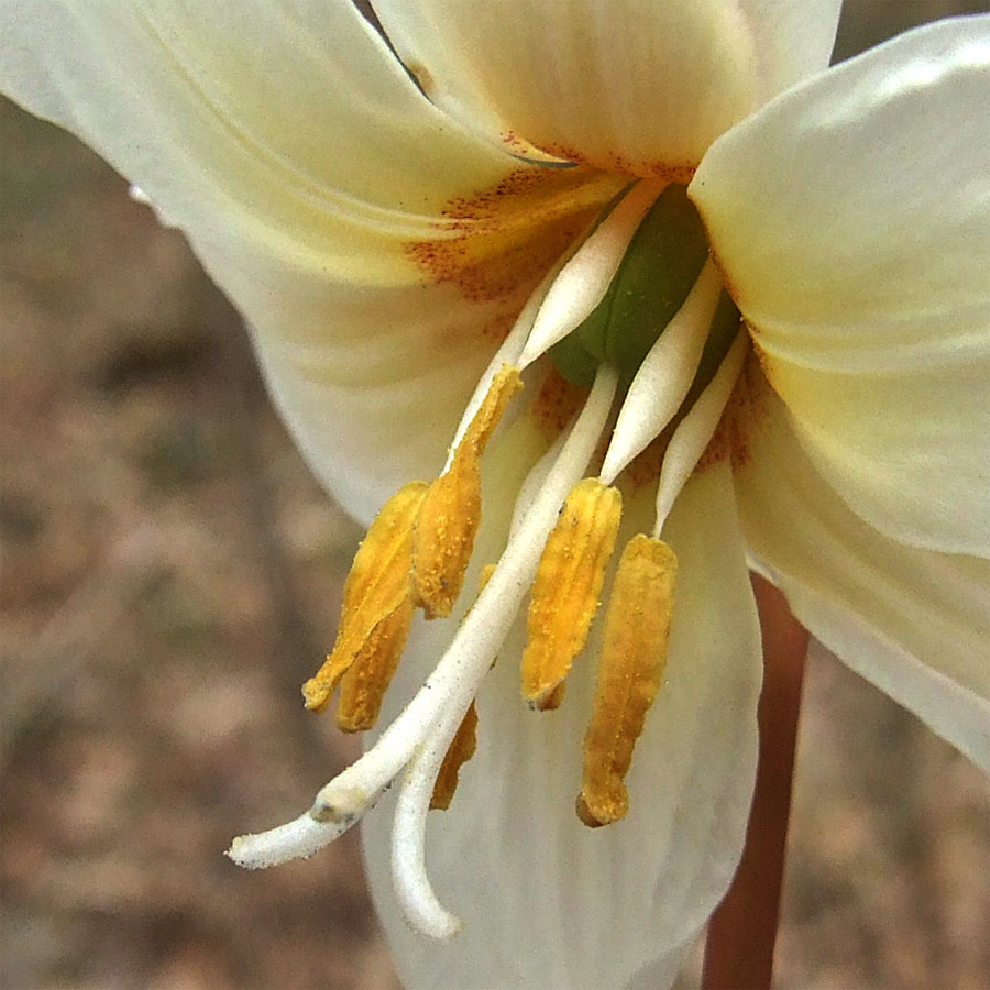 Image of Erythronium caucasicum specimen.