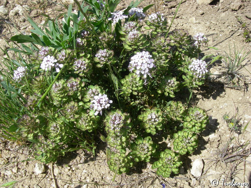 Image of Iberis simplex specimen.