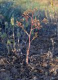 Ferula caspica