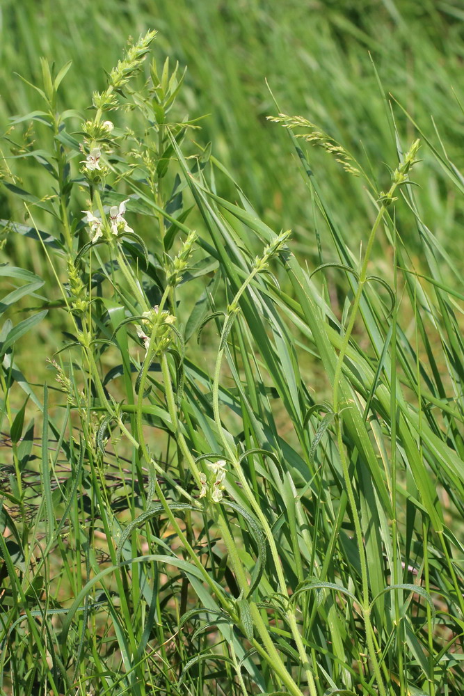 Изображение особи Stachys recta.