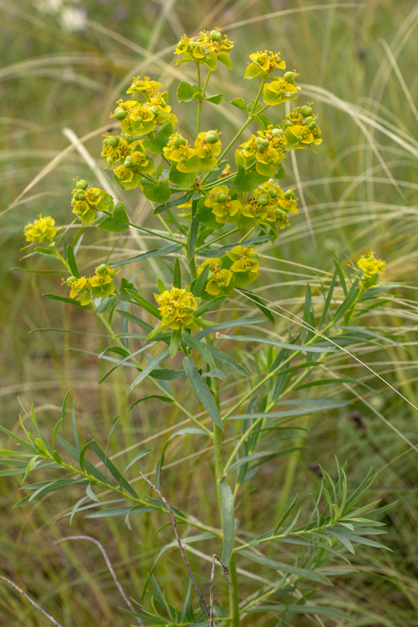 Image of Euphorbia virgata specimen.