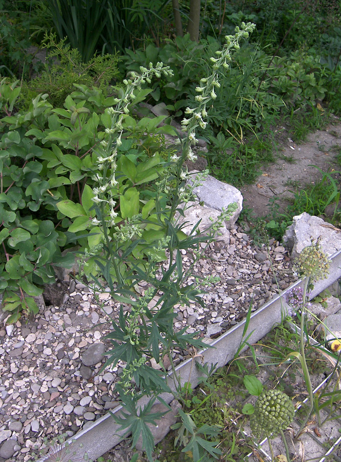 Изображение особи Delphinium albiflorum.