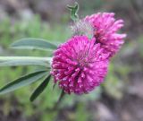 Trifolium alpestre