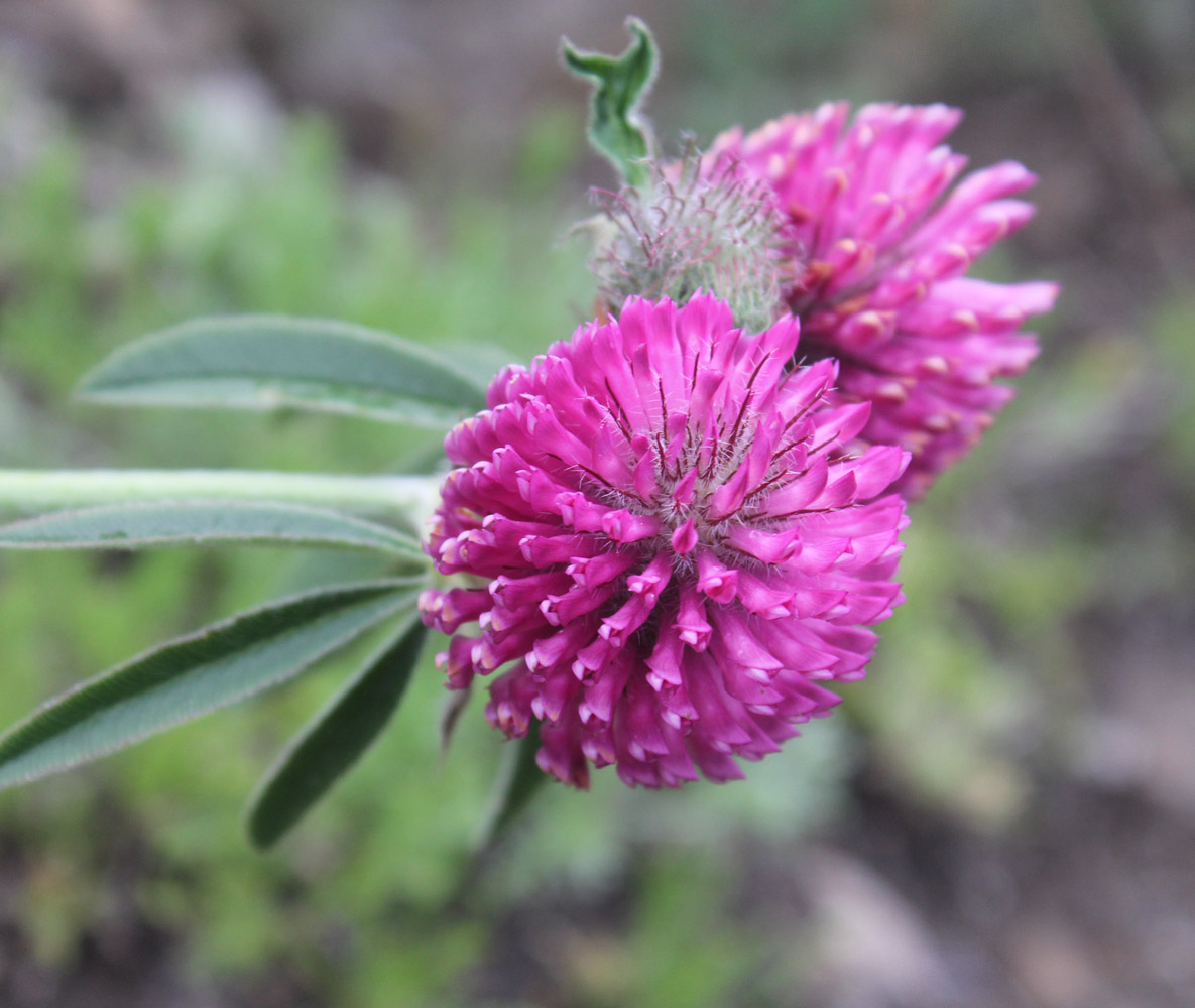 Image of Trifolium alpestre specimen.