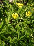 Potentilla reptans