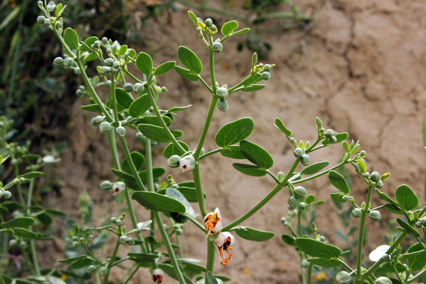 Изображение особи Zygophyllum oxianum.