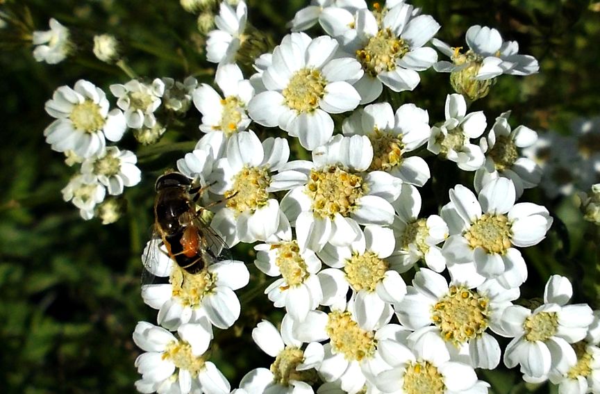 Image of genus Achillea specimen.