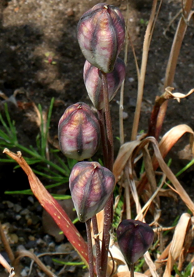 Изображение особи Tulipa turkestanica.