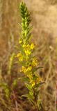 Orthanthella lutea