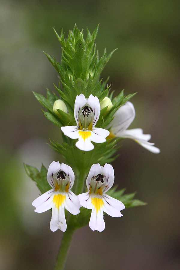 Изображение особи род Euphrasia.