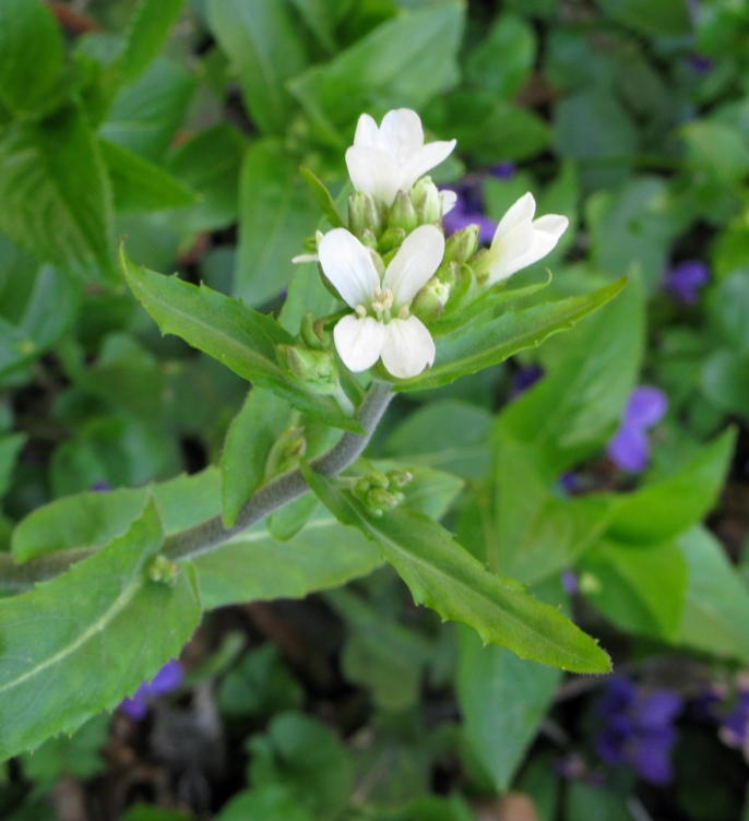 Изображение особи Arabis turrita.