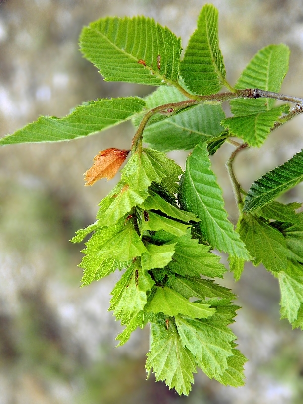 Изображение особи Carpinus orientalis.