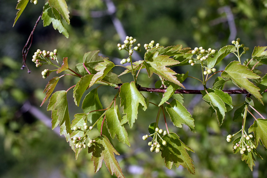 Image of Acer semenovii specimen.