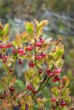 Vaccinium myrtillus. Верхушка цветущего растения. Кольский п-ов, Хибины, подножие у южного склона массива Кукисвумчорр. 18.06.2013.