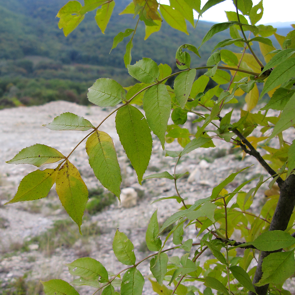 Изображение особи Fraxinus excelsior.