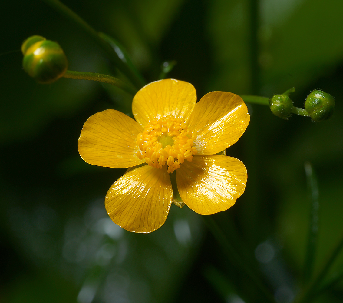 Изображение особи Ranunculus acris.