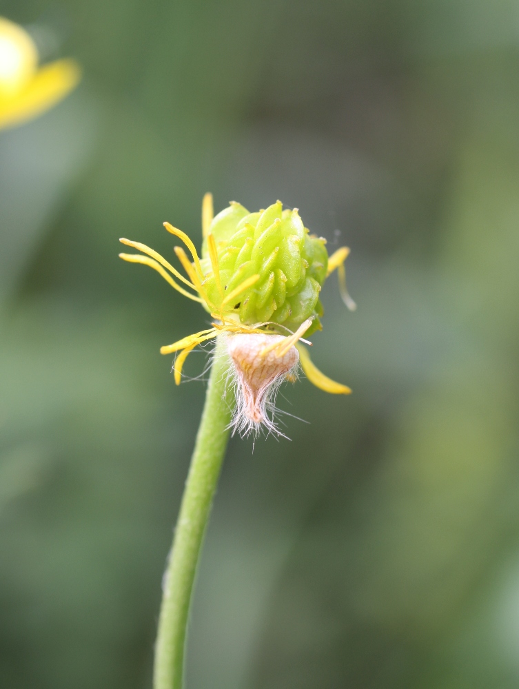 Изображение особи Ranunculus georgicus.