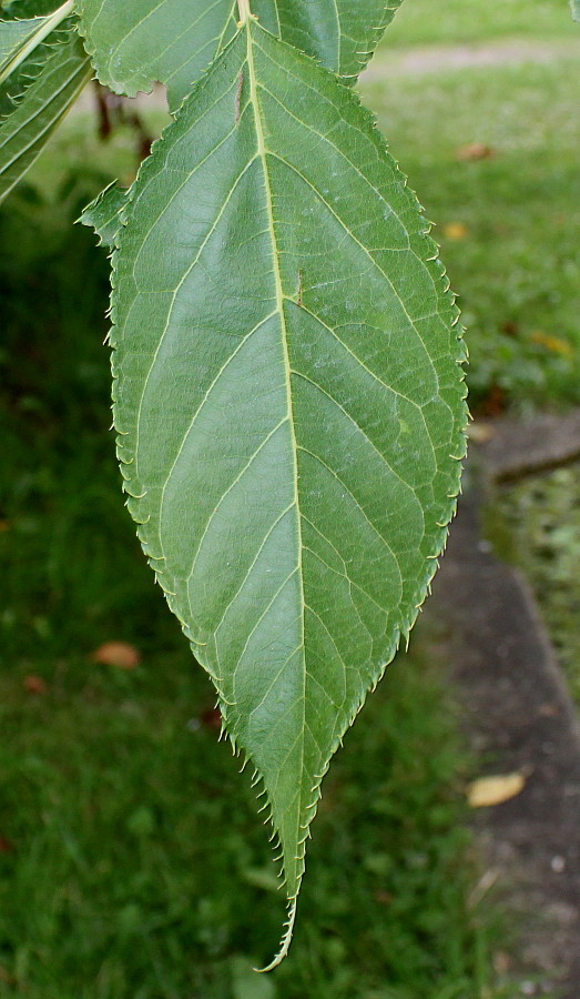 Изображение особи Prunus serrulata.