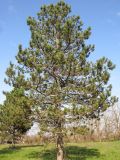 Pinus pallasiana. Взрослое плодоносящее дерево. Краснодарский край, окр. г. Крымск, территория ОСС. 26.10.2013.