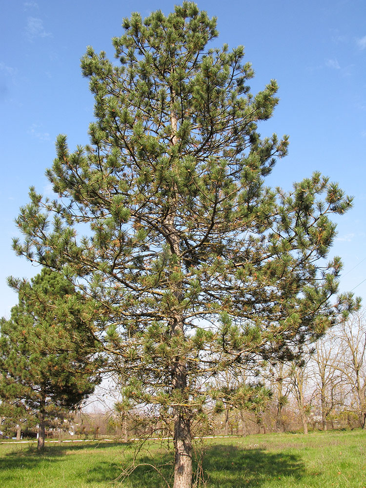 Изображение особи Pinus pallasiana.