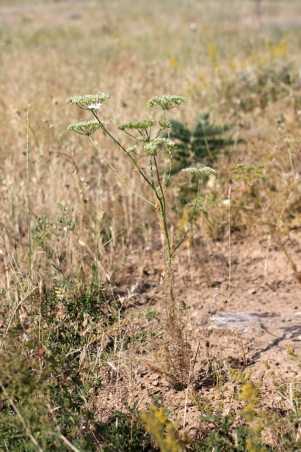 Изображение особи Oedibasis platycarpa.