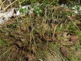 Eriophorum vaginatum