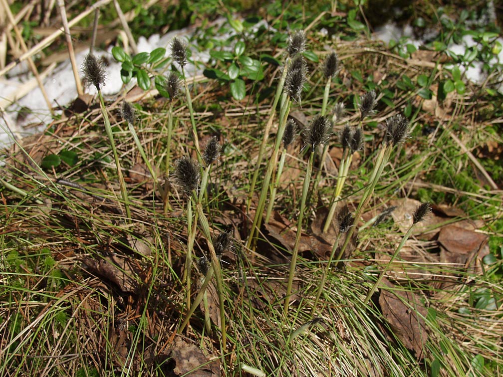 Image of Eriophorum vaginatum specimen.