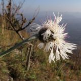 Psephellus declinatus variety albus. Верхушка побега с соцветием. Краснодарский край, Абинский р-н, хр. Грузинка, гора Шизе. 02.11.2013.