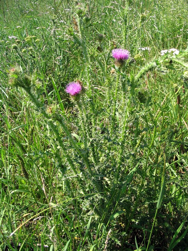 Изображение особи Carduus acanthoides.