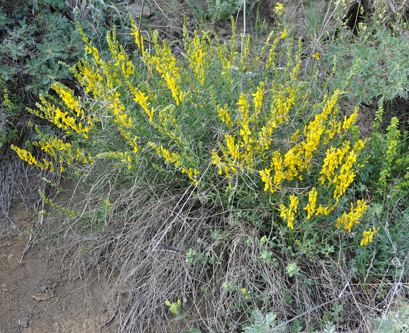 Изображение особи Genista dracunculoides.